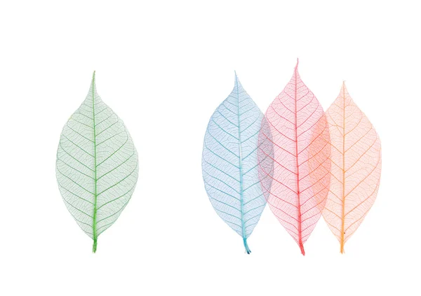 Real leaf with various colors — Stock Photo, Image