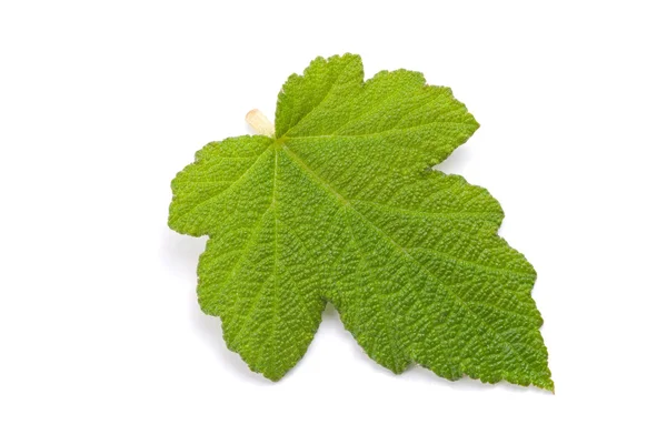 Świeży zielony liść z żyły detal — Zdjęcie stockowe