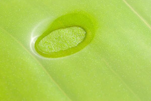 Water surface and green leaf — Stock Photo, Image