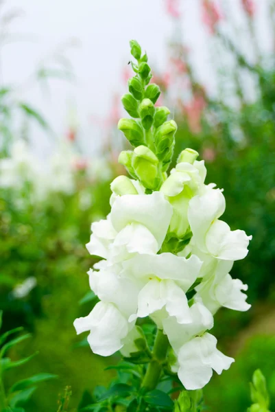 Flor snapdragon branco puro em selvagem — Fotografia de Stock
