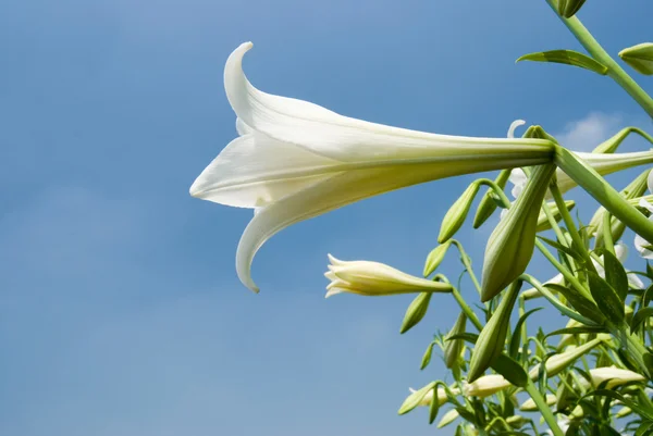 Dziki lilia biała pod światło słoneczne — Zdjęcie stockowe