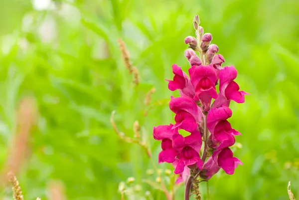 Red snapdragon flower in wild — Stock Photo, Image