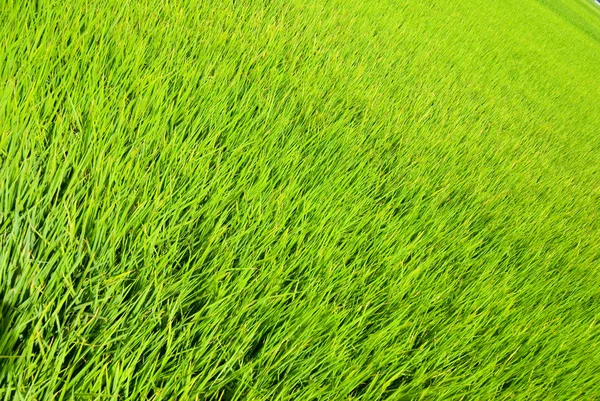 Tierras de hierba fresca — Foto de Stock