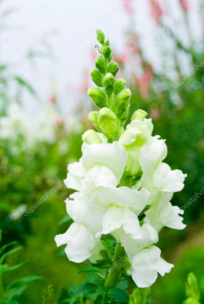 Pure white snapdragon flower in wild Stock Photo by ©Ansonde 2879555