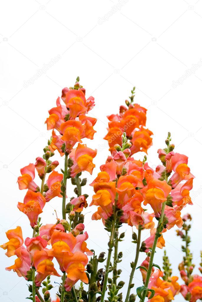 Isolated red snapdragon flower