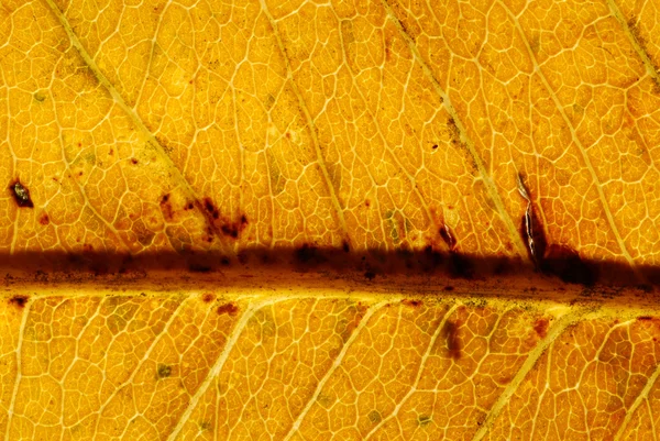 Culoarea toamnei în frunze — Fotografie, imagine de stoc