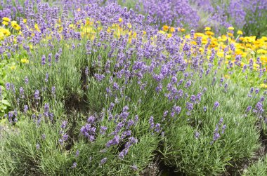 Lavender in the garden clipart