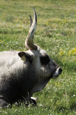 Macar gri boğa