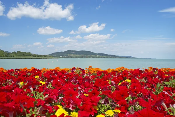 Beautiful panorama to Lake Balaton with red flowers — Stock Photo, Image