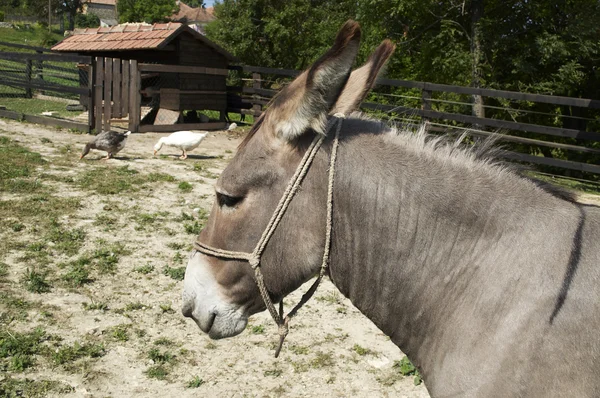 Donkey on a little farm — Stock Photo, Image