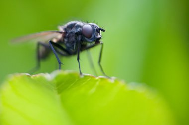 Fly macro in nature clipart