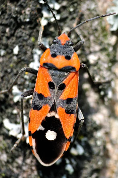 stock image Colorful insects on the tree