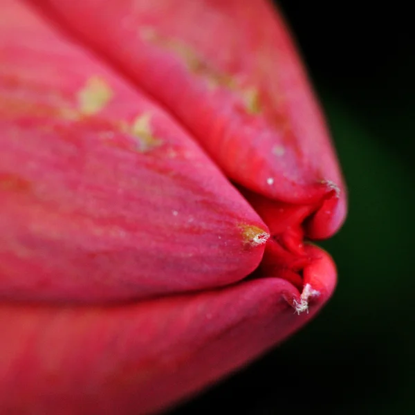 Beautiful Flower Detail — Stock Photo, Image