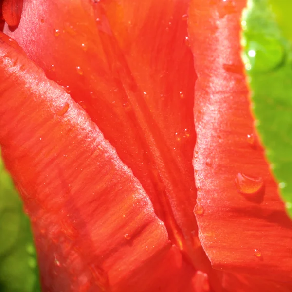 Beautiful flower Detail — Stock Photo, Image