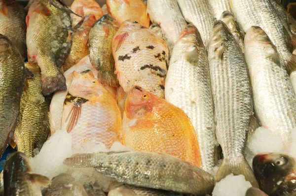 Świeże ryby na sprzedaż — Zdjęcie stockowe