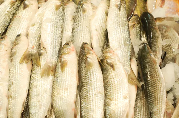 Pesce fresco in vendita — Foto Stock