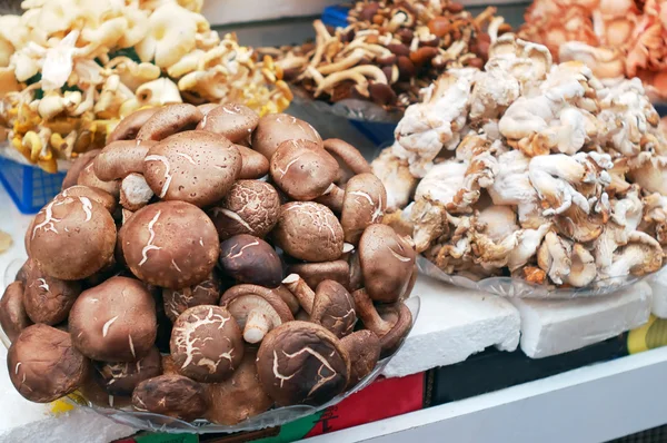 stock image Close up of mushrooms