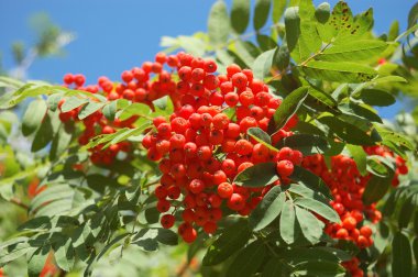 Ashberry Şubesi