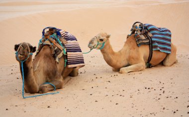 Camels in desert clipart