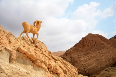 koyun, sahara Anıtı