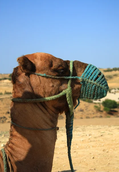 Cammello nel deserto — Foto Stock