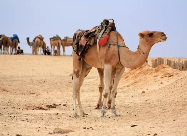 Camello en el desierto —  Fotos de Stock