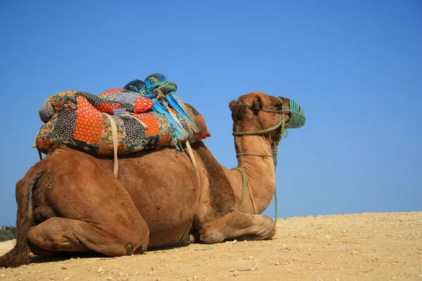 Kamel in der Wüste — Stockfoto
