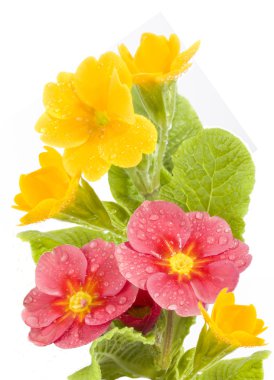 Yellow and red primrose clipart