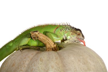 Iguana iguana and pumpkin clipart