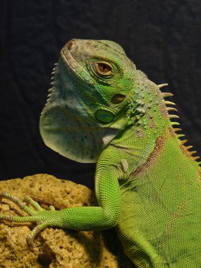 Portrait of iguanas clipart