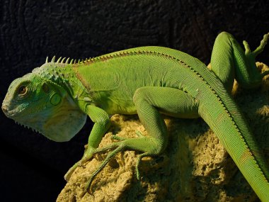 Portrait of iguanas clipart