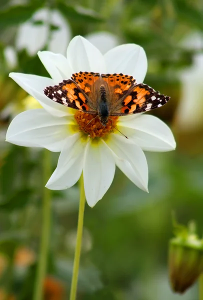 Farfalla su fiore bianco — Foto Stock