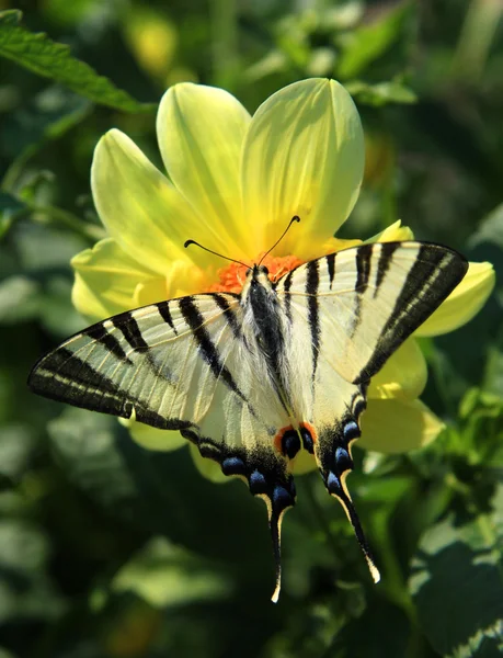 Kelebek swallowtail — Stok fotoğraf