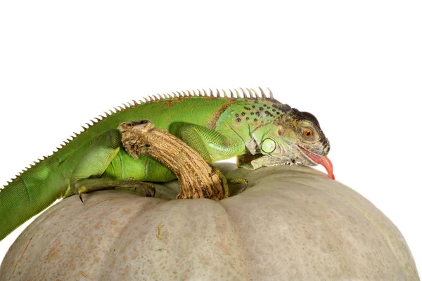 Iguana iguane et citrouille — Photo