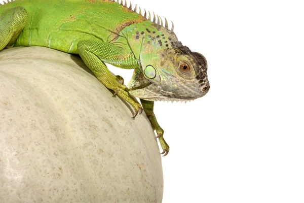 Iguana iguane et citrouille — Photo