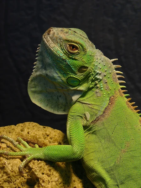 Portrait of iguanas — Stock Photo, Image