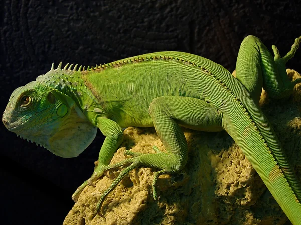 Portrait of iguanas — Stock Photo, Image