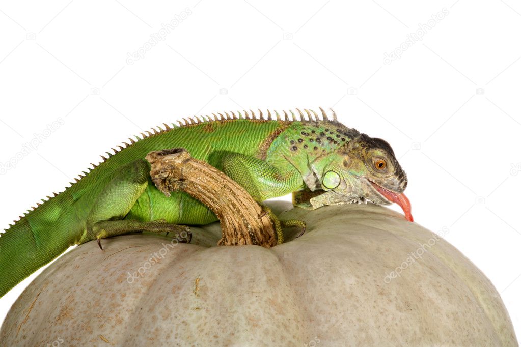 Iguana iguana and pumpkin