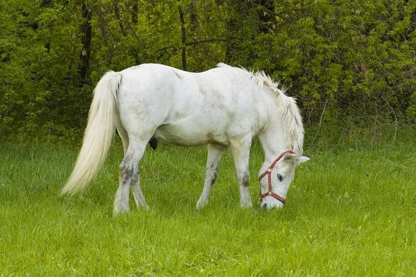 Biały koń w pastwiska — Zdjęcie stockowe