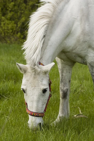 Biały koń w pastwiska — Zdjęcie stockowe