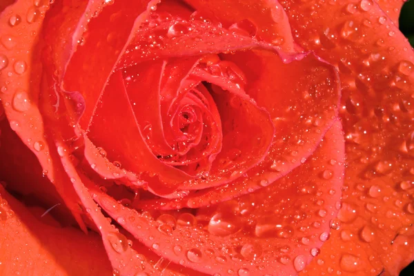 Red rose with dew drops — Stock Photo, Image