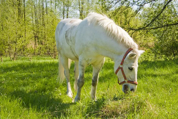 Bílý kůň pasoucí se na louce — Stock fotografie