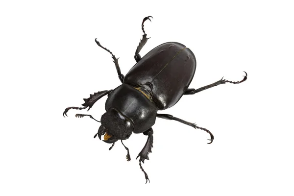 stock image Stag beetle (Lucanidae Latreille) female