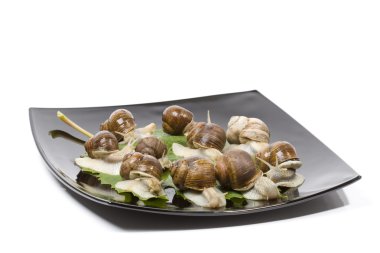 escargots siyah plaka