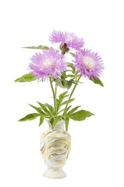 Centaurea pulcherrima in handmade cerami