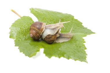 Snails make love in the studio clipart