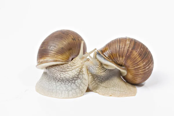 Snails make love in the studio — Stock Photo, Image