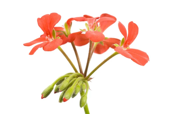 Blommor och knoppar av röda pelargoner — Stockfoto