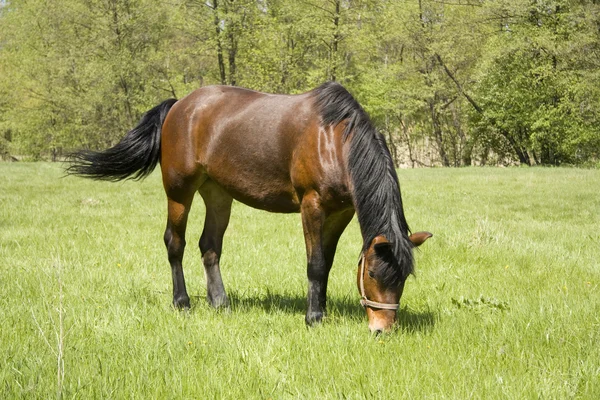 Braunes Pferd auf der Weide — Stockfoto
