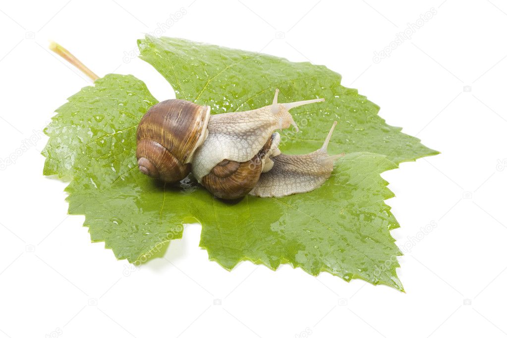 Snails make love in the studio
